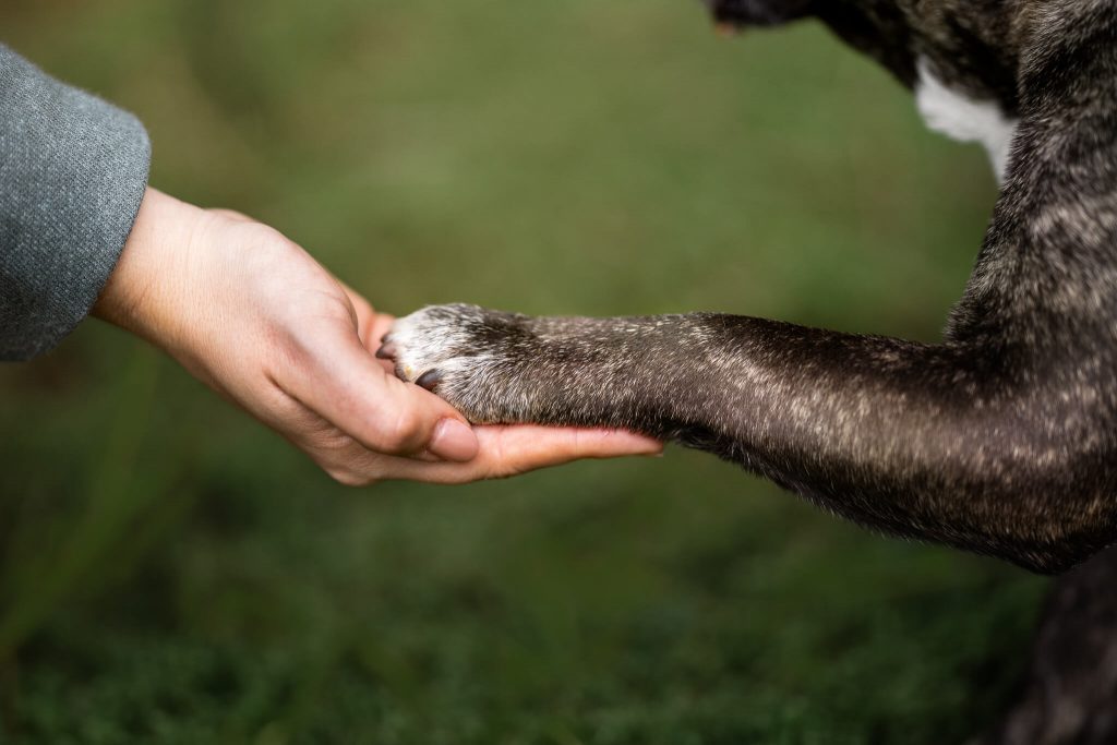 A dog's paw rests in a human's hand, showing their bond